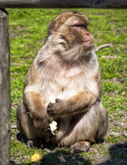 Berberaffe beim Essen einer Banane
