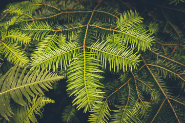 green and clean pine leaves background