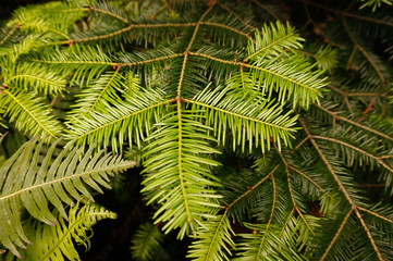 green and clean pine leaves background