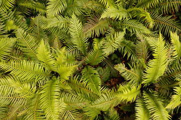 green and clean plant leaves background