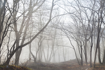 Fog in the wood