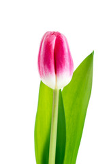 pink tulip isolated on white background