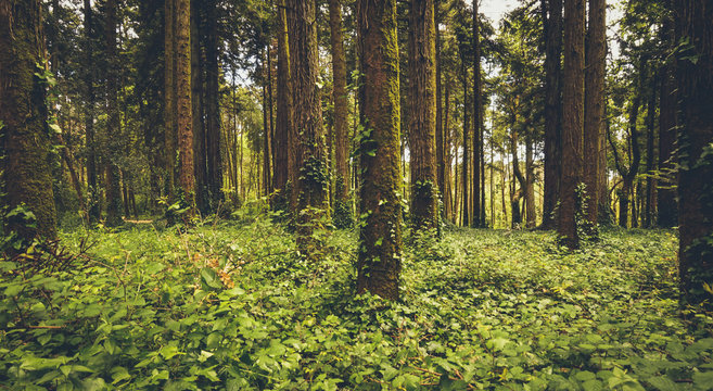 Fototapeta Mysterious forest with old trees in a natural park