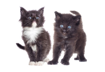 Little Maine Coon kitten looks