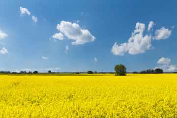 Obraz premium Beautiful yellow flowering rapeseed field with the spring blue sky. Country agricultural landscape on a sunny spring day. Environment friendly farming and industrial agriculture concept.