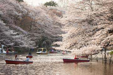 Sakura Tokyo Japan