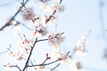 Tree in bloom