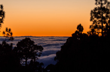 Fototapeta na wymiar Sunset above the clouds with silhouette of pine trees