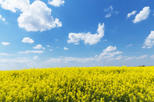 Yellow colza field with fantastic spring sky
