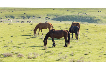 Fototapeta na wymiar Horses in pasture on nature