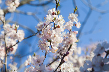 Tree in bloom