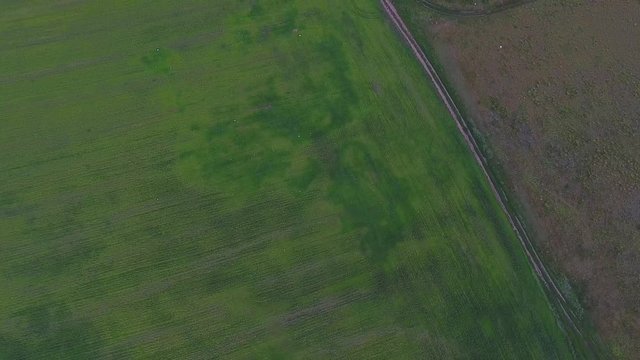 Aerial shot of green wheat fields and lea field. Offers Beautiful Landscape of Green Fields.
