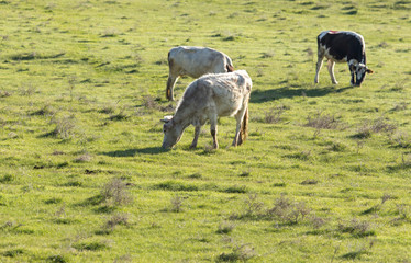 Obraz na płótnie Canvas Cows graze on pasture on nature