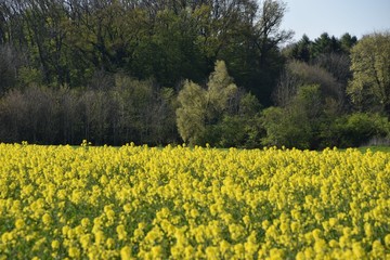 Blühendes Rapsfeld - in voller Blüte - Ländlich