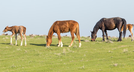 Fototapeta premium Horses in pasture on nature