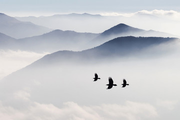 Sylwetki gór we mgle i ptak latający - 147084747