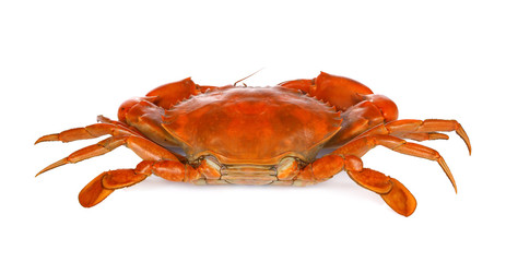 Steamed Crab Isolated on white background