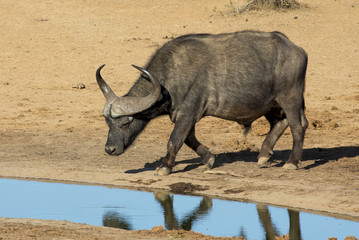 Obraz premium Buffalo Bull with Large Horns at Waterhole