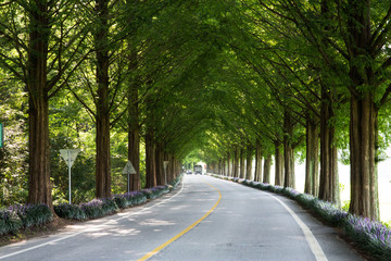 Obraz premium 메타세콰이아 길