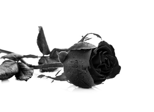 Fototapeta black rose on white background