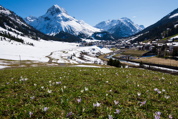 First crocus flowers blooming in the alps