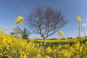 Rapsfeld mit Baum