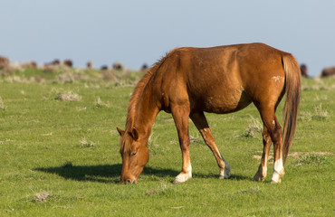 Fototapeta premium Horses in pasture on nature