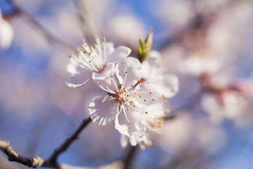 Tree in bloom