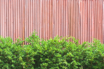 The Red Metal Wall And The Green Tree