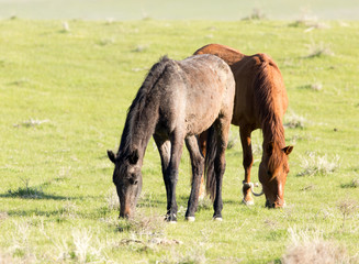 Naklejka na ściany i meble Horses in pasture on nature