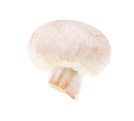 White mushrooms champignons