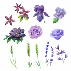 Set watercolor lilac flowers-iris,lupine,rose,anemone,rye,lavender