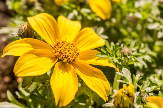 Goldmarie versch&ouml;nert den Garten