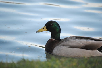 Canard