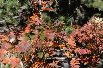 Feuilles rouges de sorbier de l'oiseleur, Sorbus aucuparia