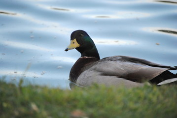 Canard