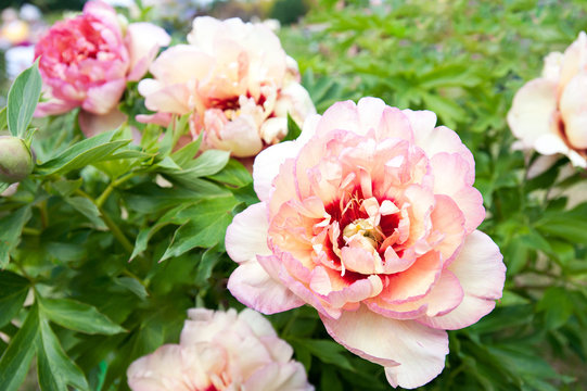 Bush with many beautiful creamy colored peony flowers. Callie's memory.