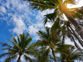 Fototapeta na wymiar Beautiful tropical sunset with palm trees at beach
