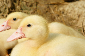 Closeup of duckling
