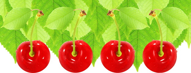 fresh cherry fruit with leaves in leaves background