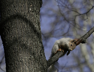 Obraz premium Squirrel in the natural habitat. The squirrel quickly climbs trees, finds food and eats it. Sunny spring day in the forest.