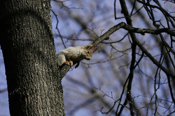 Squirrel in the natural habitat. The squirrel quickly climbs trees, finds food and eats it. Sunny spring day in the forest.