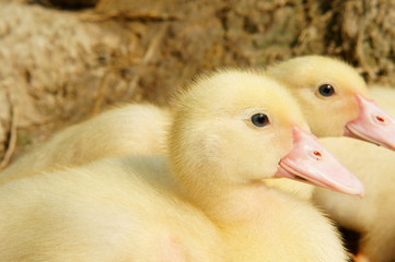 Closeup of duckling
