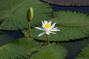 연못에 핀 수련과 연꽃