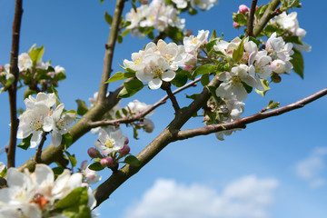 Apple tree branches bearing white blossom