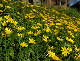 Bank of yellow celandine flowers