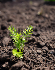 Love-in-a-mist seedling growing in soil