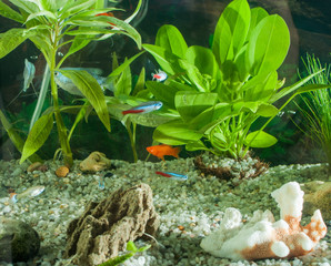 aquarium with many fish and natural plants.Tropical fishes.aquarium with green plants and sand