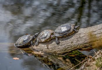 Fototapeta premium Turtle