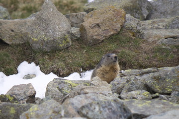 Marmotta 
